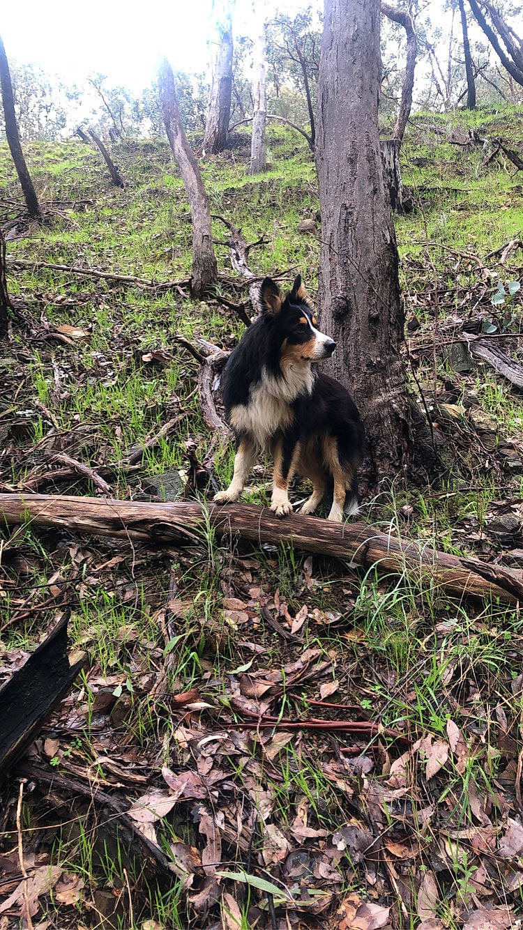 Bailey joined the competition — help win amazing prizes! canidae, carnivore, companion_dog, dog, dog_breed, forest, grass, jungle, old_german_shepherd_dog, plant, recreation, soil, sporting_group, tail, terrestrial_animal, terrestrial_plant, tree, trunk, wood, woodland