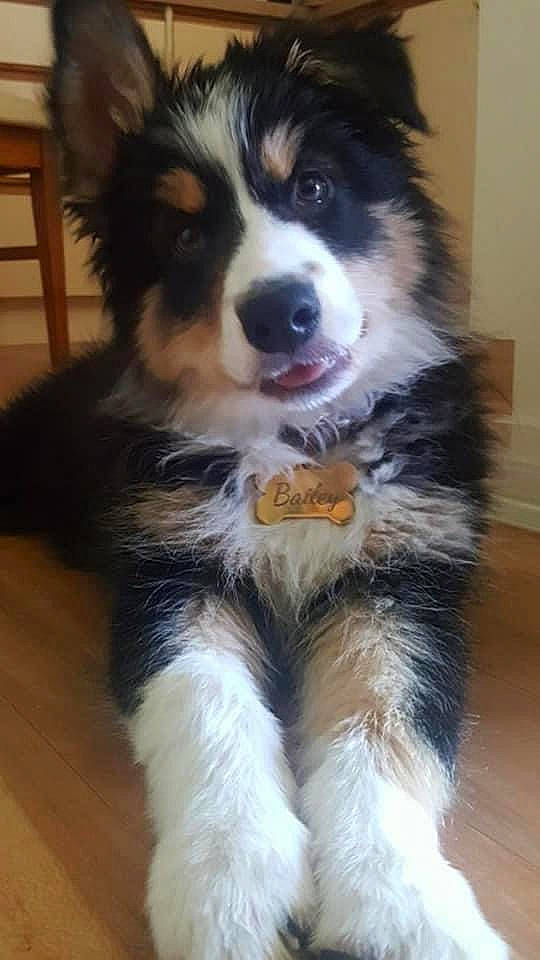 Bailey joined the competition — help win amazing prizes! australian_collie, australian_shepherd, bernese_mountain_dog, border_collie, carnivore, companion_dog, dog, dog_breed, fur, hardwood, herding_dog, miniature_australian_shepherd, snout, sporting_group, terrestrial_animal, varnish, whiskers, wood, working_animal, working_dog