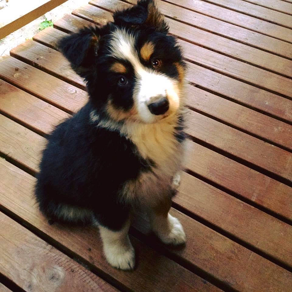 Bailey is registered to the contest to win money with this photo: border_collie, canidae, carnivore, companion_dog, dog, dog_breed, flooring, fur, hardwood, herding_dog, miniature_australian_shepherd, plank, sporting_group, terrestrial_animal, toy_dog, whiskers, wood, wood_stain, working_animal, working_dog