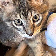 Hyra joined the competition — help win amazing prizes! kitten, tabby, cat, close_up, fur, eyes, whiskers, paw, blanket, cozy, domestic_animal, pet, cute, young, feline, indoor, soft, animal, mammal, resting