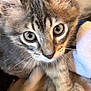 kitten, tabby, cat, close_up, fur, eyes, whiskers, paw, blanket, cozy, domestic_animal, pet, cute, young, feline, indoor, soft, animal, mammal, resting
