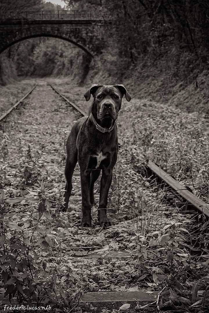Ullah a rejoint le concours — aidez-le/la à gagner de superbes lots ! black_and_white, carnivore, dog, dog_breed, fawn, grass, landscape, liver, monochrome, monochrome_photography, plant, snout, soil, stock_photography, style, terrestrial_animal, tree, whiskers, wood, working_animal