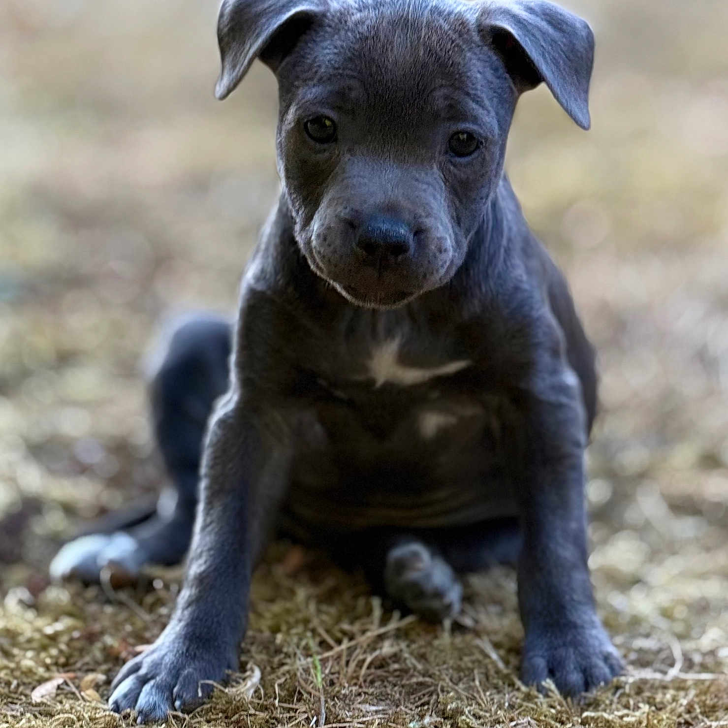 Bahia participe au concours pour gagner de l'argent avec cette photo : puppy, dog, animal, pet, moss, outdoor, nature, young, cute, ears, face, fur, sitting, looking, portrait, canine, grass, closeup, adorable, friendly
