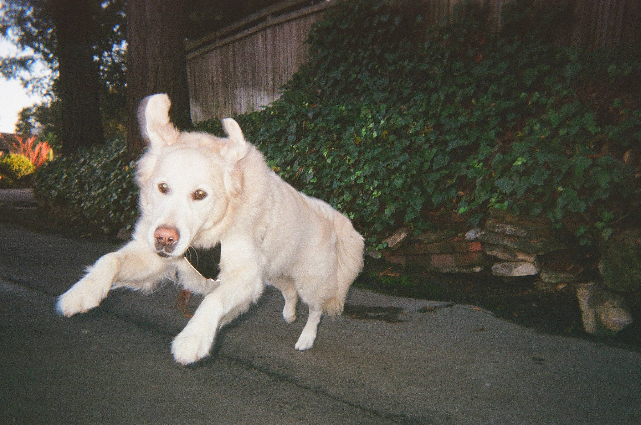 Norman is registered to the contest to win money with this photo: ancient_dog_breeds, ball, carnivore, companion_dog, dog, dog_breed, dog_supply, grass, guard_dog, non_sporting_group, plant, road, road_surface, sidewalk, street_dog, tail, terrestrial_animal, tree, working_animal, working_dog