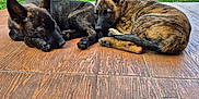 Ares Et Abyss a rejoint le concours — aidez-le/la à gagner de superbes lots ! puppies, dogs, brindle, lying_down, wooden_floor, outdoor, grass, shed, relaxed, sleepy, pets, canine, animal, backyard, nature, ears_up, two_animals, companions, daylight, peaceful
