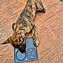 puppy, dog, brindle, licking, feeding_mat, floor, wooden_floor, outdoor, pet, animal, playful, tongue, fur, texture, brown, black, young_dog, canine, tile, paw