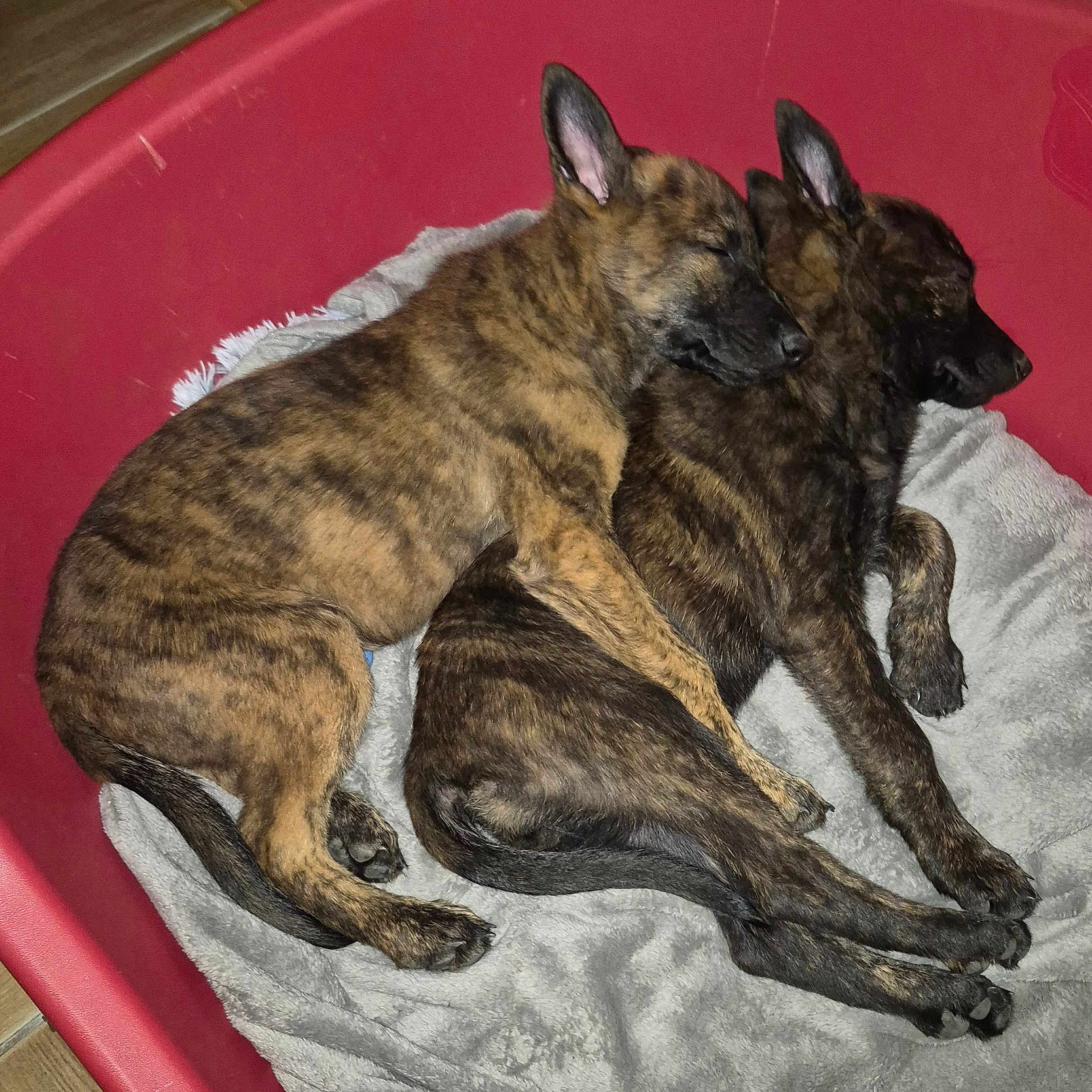 Ares Et Abyss a rejoint le concours — aidez-le/la à gagner de superbes lots ! animal, bed, blanket, brindle, canine, companion, cozy, cute, dog_bed, domestic_animal, fur, indoors, pets, puppies, relaxing, resting, sleeping, snuggling, two_animals, young_dogs