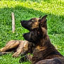 dog, grass, outdoor, animal, pet, canine, nature, stick, lying_down, ears_up, brown_coat, alert, daylight, two_dogs, muzzle, fur, playful, relaxed, companions, side_by_side