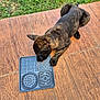 puppy, dog, brindle, pet, animal, floor, tile, outdoor, grass, puzzle_feeder, toy, play, young_dog, curious, brown, black, paw, snout, head, pet_care