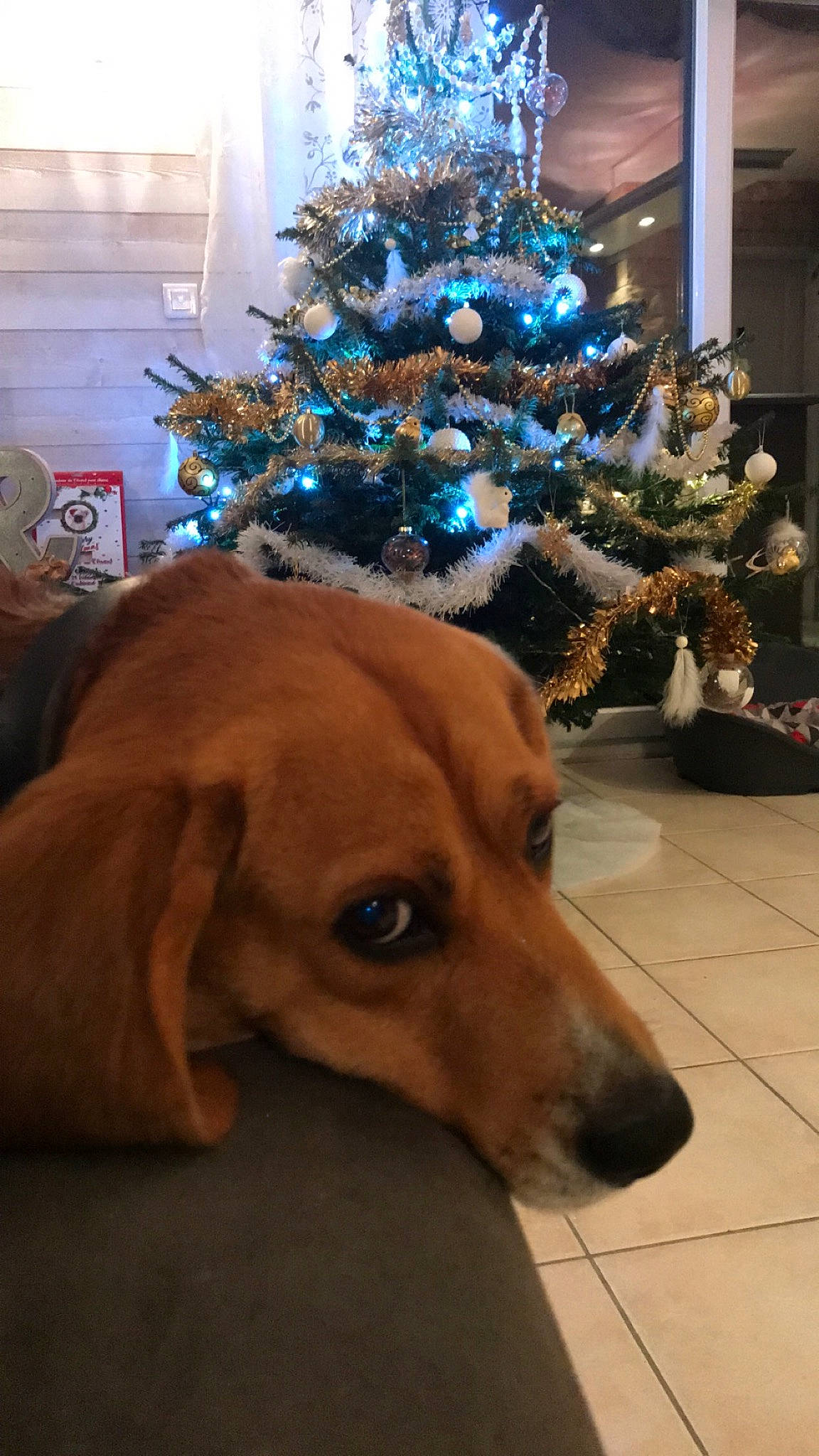 Lewis a rejoint le concours — aidez-le/la à gagner de superbes lots ! canidae, carnivore, christmas, christmas_decoration, christmas_eve, christmas_ornament, christmas_tree, coonhound, dachshund, dog, dog_breed, fawn, fur, holiday, hound, redbone_coonhound, scent_hound, snout, sporting_group, tree