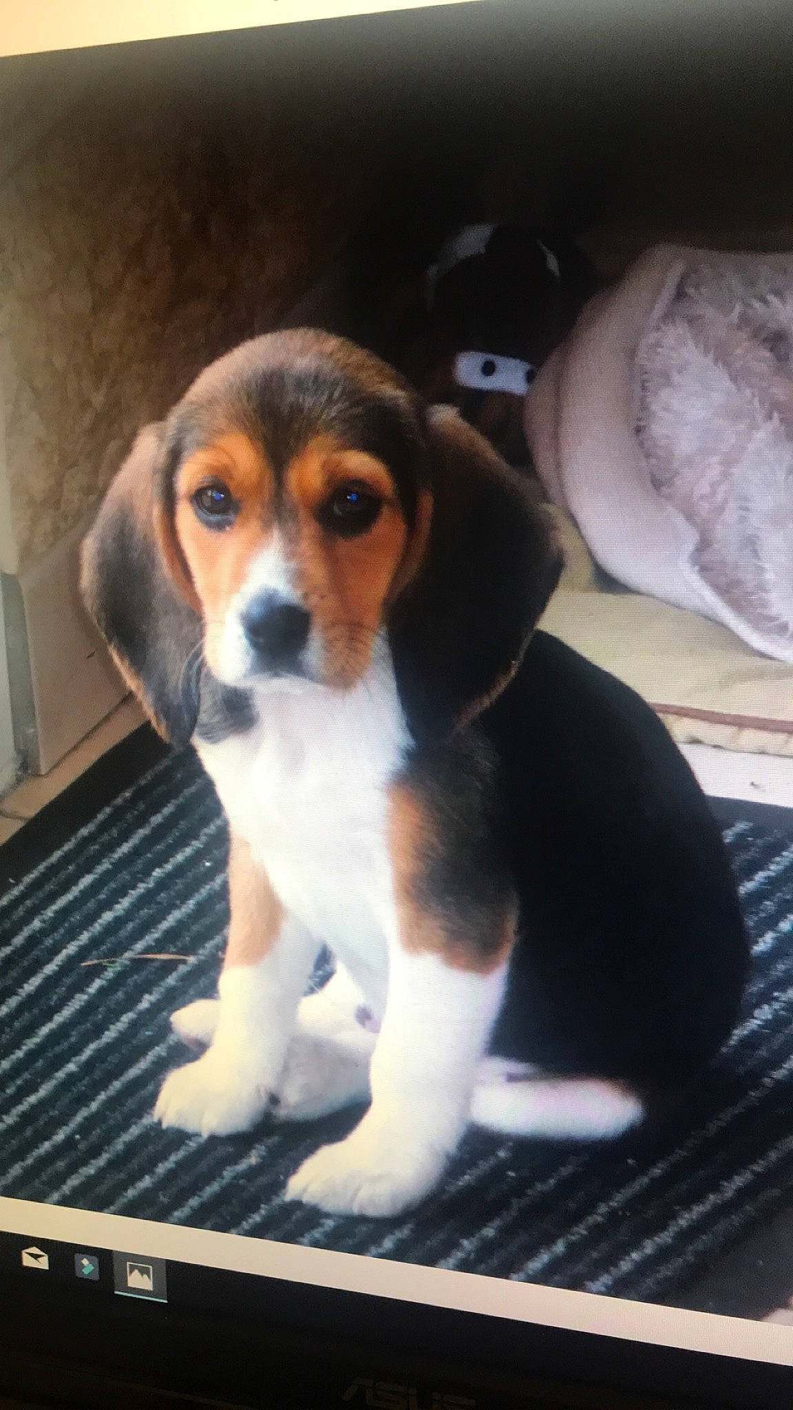 Lewis participe au concours pour gagner de l'argent avec cette photo : american_foxhound, beagador, beagle, beagle_harrier, beaglier, canidae, carnivore, dog, dog_breed, estonian_hound, finnish_hound, hamiltonstovare, harrier, mammal, pocket_beagle, puppy, scent_hound, serbian_tricolour_hound, treeing_walker_coonhound, vertebrate