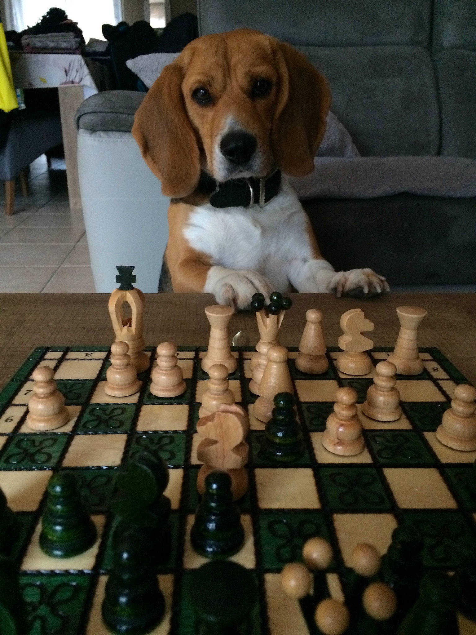 Lewis participe au concours pour gagner de l'argent avec cette photo : beagle, canidae, carnivore, chess, chessboard, companion_dog, dog, dog_breed, estonian_hound, games, harrier, hound, hunting_dog, indoor_games_and_sports, puppy, rare_breed_dog, recreation, scent_hound, sporting_group