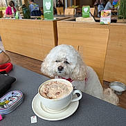 Lulu is registered to the contest to win money with this photo: dog, white_dog, coffee, cafe, table, cup, frothy_coffee, wooden_chair, indoor, pet, animal, furniture, people, background, relaxed, drink, beverage, tabletop, canine, companion