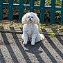Lulu joined the competition — help win amazing prizes! dog, white_dog, small_dog, curly_fur, sitting, pavement, shadow, fence, green_fence, outdoor, sunlight, grass, calm, pet, animal, daylight, quiet, cute, fluffy, companion