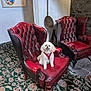 Lulu joined the competition — help win amazing prizes! dog, white_dog, red_harness, armchair, leather_chair, vintage_furniture, carpet, patterned_carpet, indoor, stone_wall, cozy_room, pet, sitting, happy, small_dog, fur, four_legs, ears, mouth_open, cute