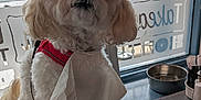 Lulu is registered to the contest to win money with this photo: dog, white_dog, small_dog, fluffy, pet, indoor, window, table, cutlery, bowl, napkin, harness, bench, waiting, restaurant, daylight, window_view, car, building, cute