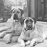 Koda And Kane joined the competition — help win amazing prizes! animal, architecture, boxer, building, bulldog, canine, dog, door, furniture, greatdane, hound, indoors, labradorretriever, livingroom, pet, pitbull, plant, pottedplant, pug, puppy