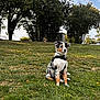 dog, grass, outdoor, tree, sky, cloud, nature, park, animal, pet, sitting, canine, leaves, greenery, daylight, harness, fur, quiet, scenic, background