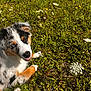 Aïko a rejoint le concours — aidez-le/la à gagner de superbes lots ! dog, puppy, grass, wildflowers, outdoor, sunlight, nature, greenery, flower, pet, playful, canine, animal, summer, happy, cute, fur, white, brown, black
