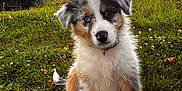 Aïko a rejoint le concours — aidez-le/la à gagner de superbes lots ! puppy, dog, grass, outdoor, pet, cute, sitting, fluffy, heterochromia, sunset, fence, nature, young, animal, canine, playful, fur, ears, collar, backyard
