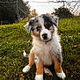 puppy, dog, grass, outdoor, pet, cute, sitting, fluffy, heterochromia, sunset, fence, nature, young, animal, canine, playful, fur, ears, collar, backyard