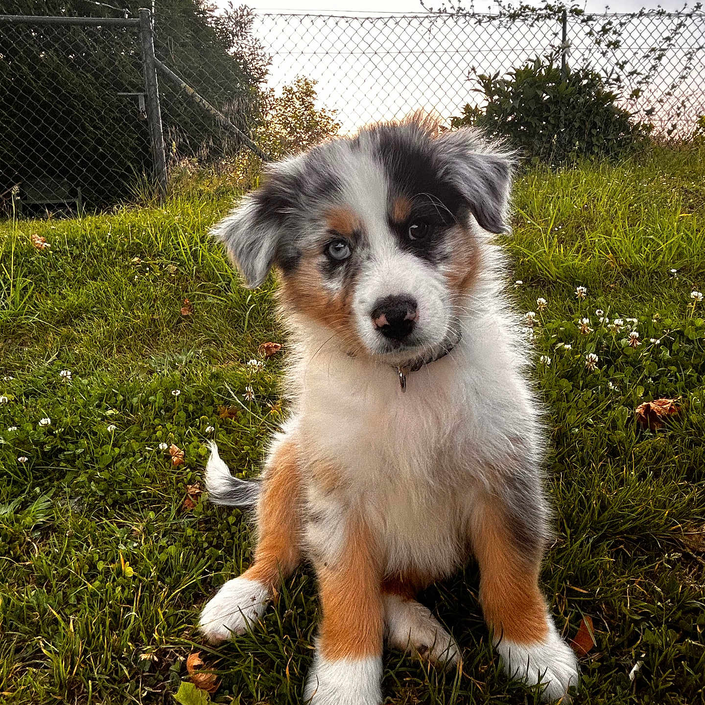 Aïko a rejoint le concours — aidez-le/la à gagner de superbes lots ! animal, backyard, canine, collar, cute, dog, ears, fence, fluffy, fur, grass, heterochromia, nature, outdoor, pet, playful, puppy, sitting, sunset, young