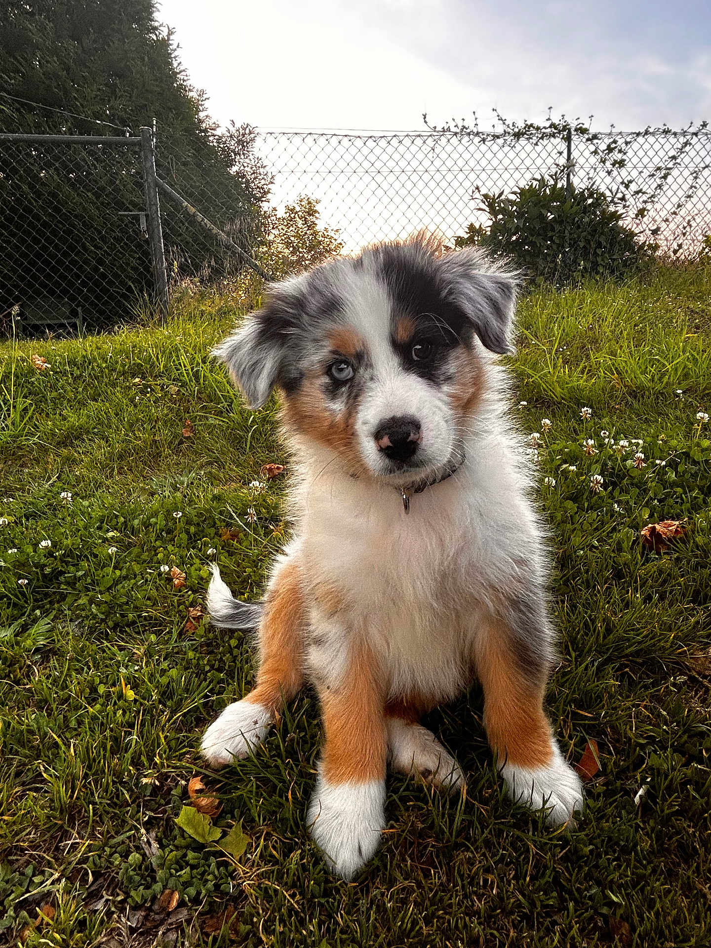 Aïko a rejoint le concours — aidez-le/la à gagner de superbes lots ! puppy, dog, grass, outdoor, pet, cute, sitting, fluffy, heterochromia, sunset, fence, nature, young, animal, canine, playful, fur, ears, collar, backyard