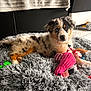Aïko a rejoint le concours — aidez-le/la à gagner de superbes lots ! puppy, dog, indoor, rug, toy, plush_toy, flamingo_toy, floor, tile, bed, blanket, curious, blue_eye, furry, pet, animal, cute, lying_down, colorful, cozy