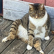 Sissy joined the competition — help win amazing prizes! cat, tabby, white_paws, white_chest, sitting, wooden_deck, wooden_wall, outdoor, relaxed, pet, animal, feline, striped, fur, paw, cute, resting, nature, daylight, domestic