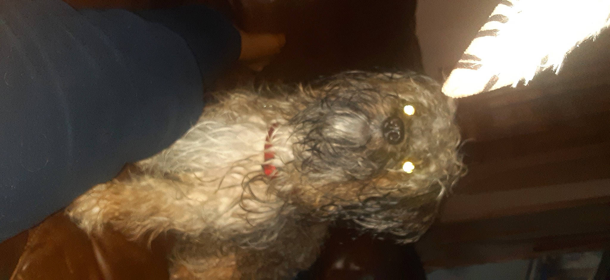 Zion joined the competition — help win amazing prizes! accipitridae, accipitriformes, bird_of_prey, canidae, carnivore, companion_dog, darkness, dog, dog_breed, falconiformes, fur, hat, liver, snout, sporting_group, terrestrial_animal, water_dog