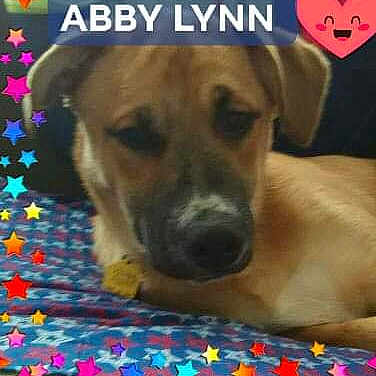Abby joined the competition — help win amazing prizes! black_mouth_cur, canidae, carnivore, dog, dog_breed, fawn, labrador_retriever, mammal, mountain_cur, paw, photo_caption, rhodesian_ridgeback, snout, sporting_group