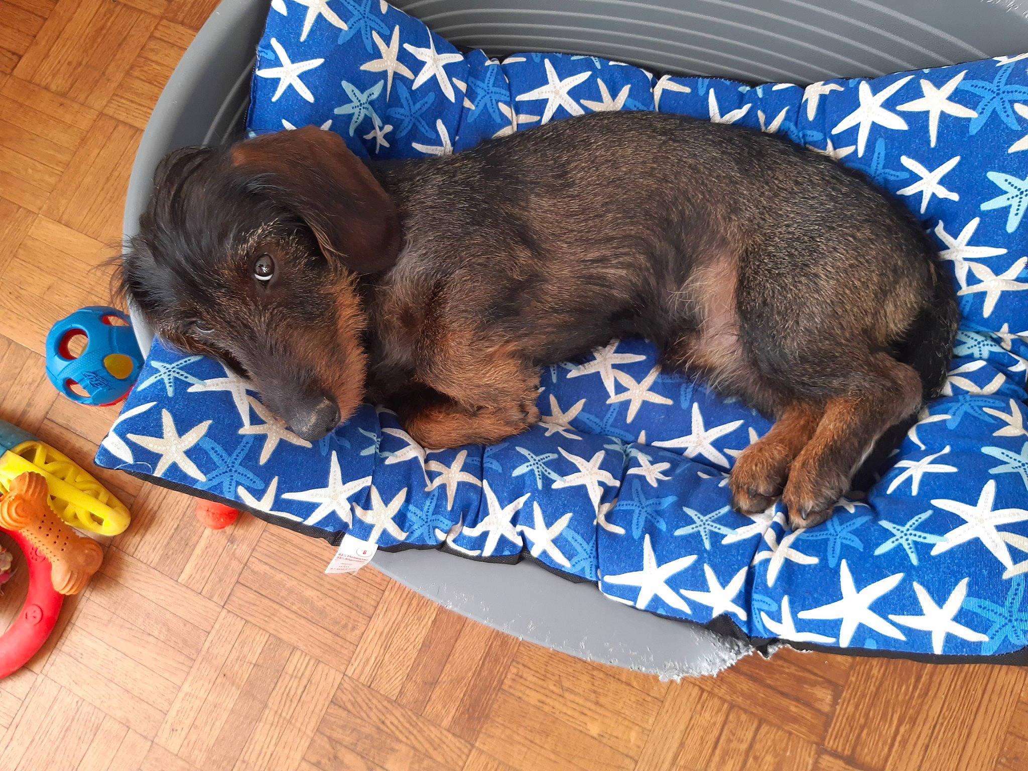 Goliath participe au concours pour gagner de l'argent avec cette photo : canidae, carnivore, comfort, companion_dog, dog, dog_breed, dog_supply, fawn, flooring, food, fur, hardwood, liver, natural_foods, pet_supply, sporting_group, toy_dog, vegetable, wood, working_animal