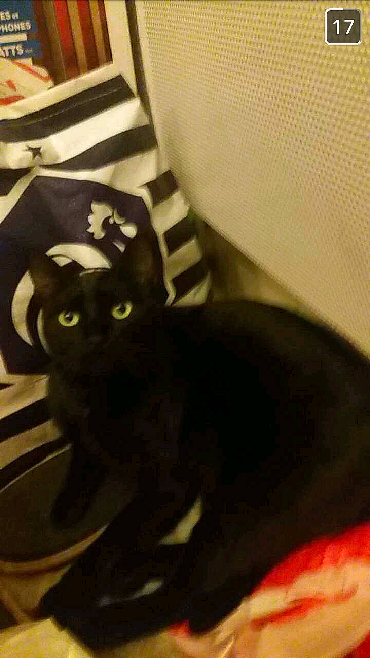 Désir a rejoint le concours — aidez-le/la à gagner de superbes lots ! black_cat, bombay, carnivore, cat, claw, comfort, domestic_short_haired_cat, felidae, fur, havana_brown, room, sitting, small_to_medium_sized_cats, snout, tail, terrestrial_animal, whiskers