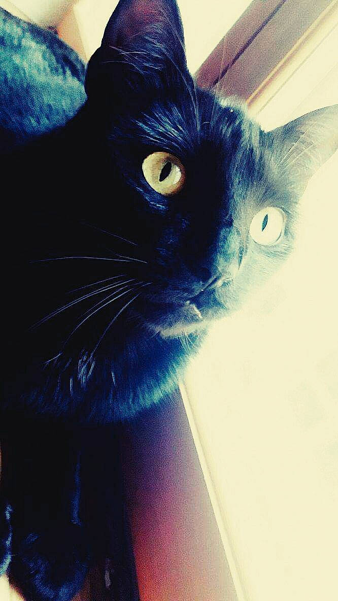 Désir participe au concours pour gagner de l'argent avec cette photo : black_cat, carnivore, cat, comfort, domestic_short_haired_cat, ear, electric_blue, felidae, fur, hair, human_body, leg, paw, sky, small_to_medium_sized_cats, square, tail, terrestrial_animal, whiskers