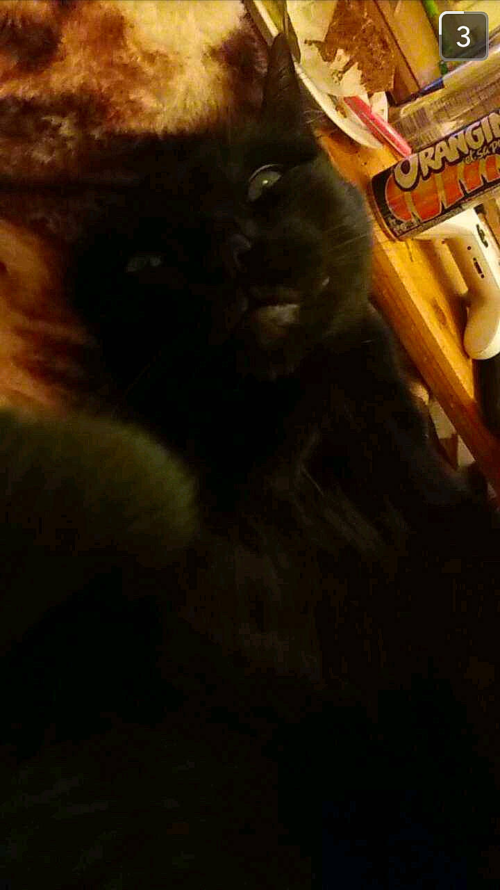 Désir a rejoint le concours — aidez-le/la à gagner de superbes lots ! black_cat, carnivore, cat, cloud, companion_dog, dog_breed, felidae, flooring, hardwood, liver, meteorological_phenomenon, sky, small_to_medium_sized_cats, sporting_group, tail, terrestrial_animal, tints_and_shades, whiskers, wood, working_animal