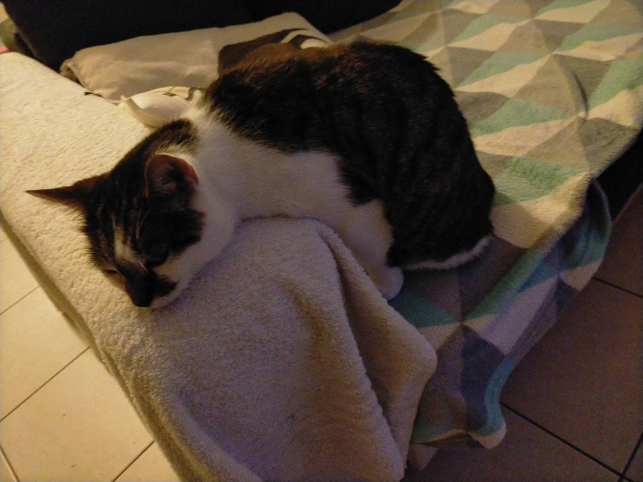 Minet participe au concours pour gagner de l'argent avec cette photo : carnivore, cat, cat_supply, claw, comfort, domestic_short_haired_cat, felidae, flooring, fur, hardwood, lap, linens, nap, paw, pet_supply, room, small_to_medium_sized_cats, tail, whiskers, wood