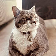 Oslo a rejoint le concours — aidez-le/la à gagner de superbes lots ! cat, gray_cat, white_paws, pet, animal, feline, whiskers, collar, bell, sitting, lounging, indoors, couch, cushion, portrait, close_up, fur, eyes, relaxed, domestic_animal