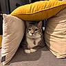 Oslo a rejoint le concours — aidez-le/la à gagner de superbes lots ! cat, kitten, gray_cat, white_chest, animal, pet, pillow, cushion, pillow_fort, yellow_pillow, sofa, indoor, home, cozy, sitting, paws, whiskers, collar, tag, portrait
