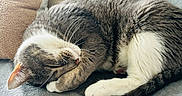 Oslo participe au concours pour gagner de l'argent avec cette photo : cat, sleeping, curled_up, gray_and_white, pet, animal, feline, whiskers, closed_eyes, pink_nose, paws, tail, couch, pillows, blanket, cozy, indoors, relaxing, soft_texture, portrait