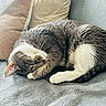 cat, sleeping, curled_up, gray_and_white, pet, animal, feline, whiskers, closed_eyes, pink_nose, paws, tail, couch, pillows, blanket, cozy, indoors, relaxing, soft_texture, portrait