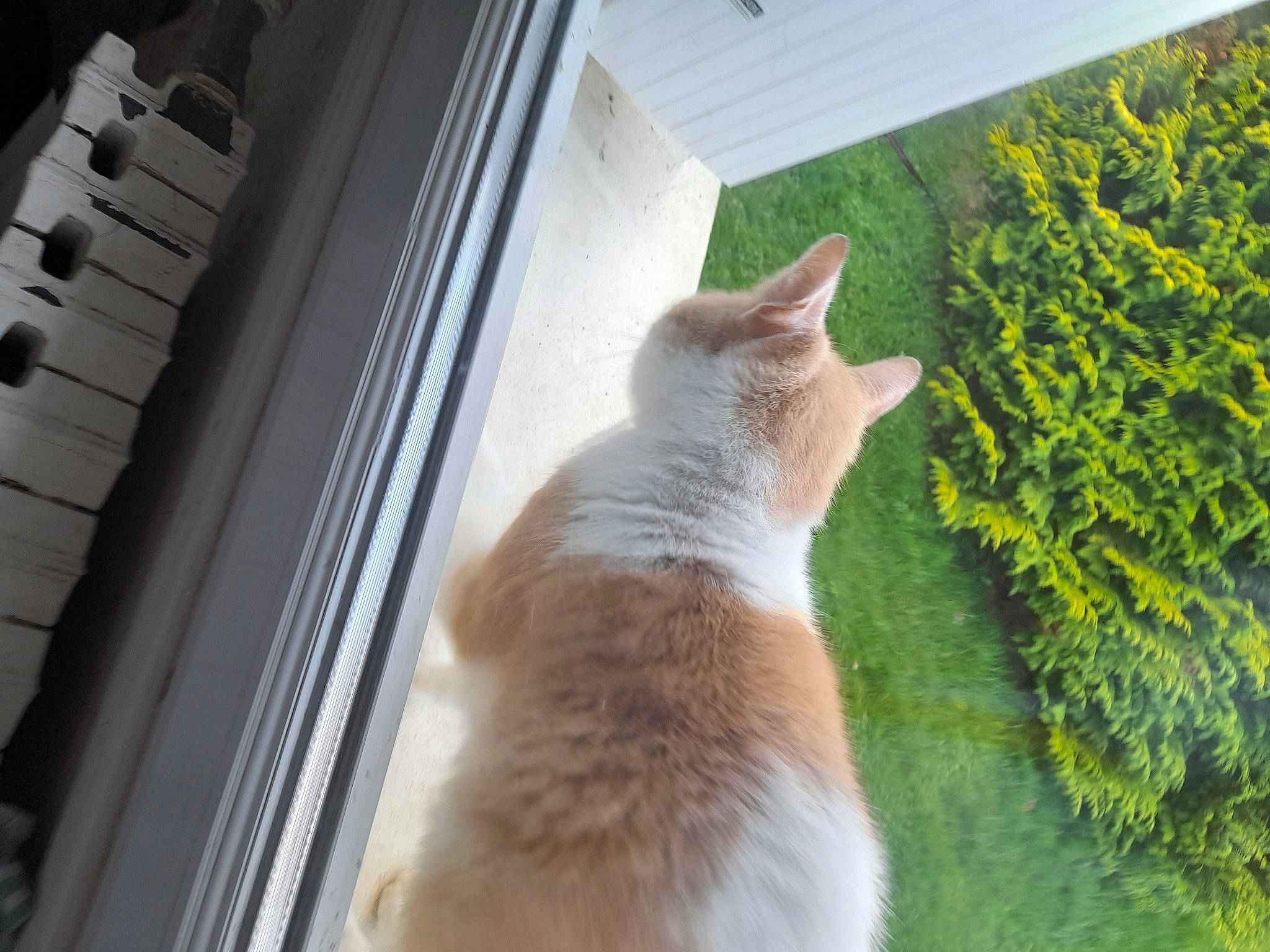 Nounou Chat a rejoint le concours — aidez-le/la à gagner de superbes lots ! carnivore, cat, domestic_short_haired_cat, fawn, felidae, flooring, fur, grass, hardwood, mammal, plant, small_to_medium_sized_cats, snout, tail, tints_and_shades, tree, vertebrate, whiskers, window, wood