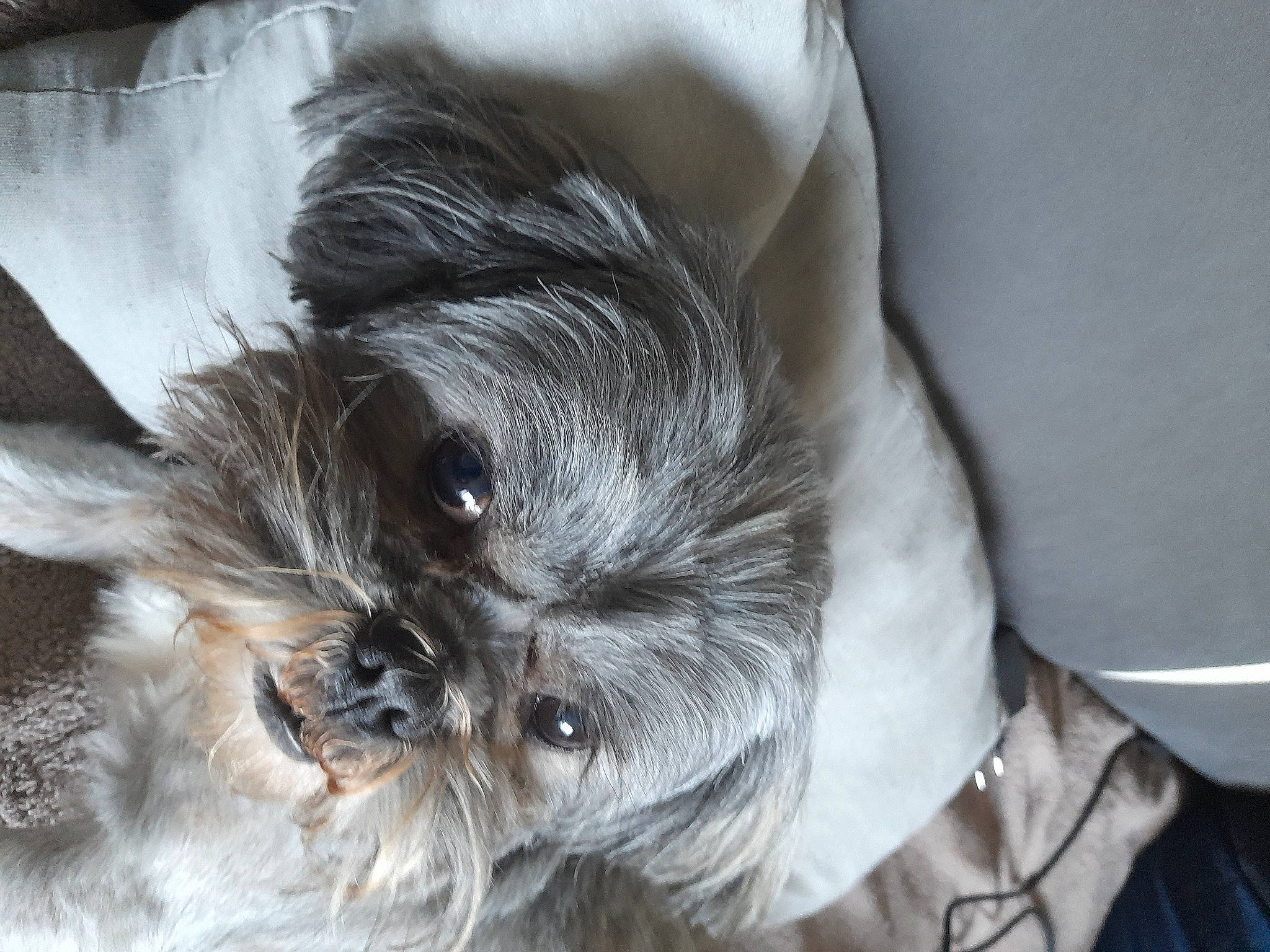 Obélix participe au concours pour gagner de l'argent avec cette photo : canidae, carnivore, comfort, companion_dog, dog, dog_breed, fawn, felidae, fur, grey, nap, petal, small_terrier, snout, sporting_group, terrestrial_animal, toy_dog, whiskers, working_animal, wrinkle