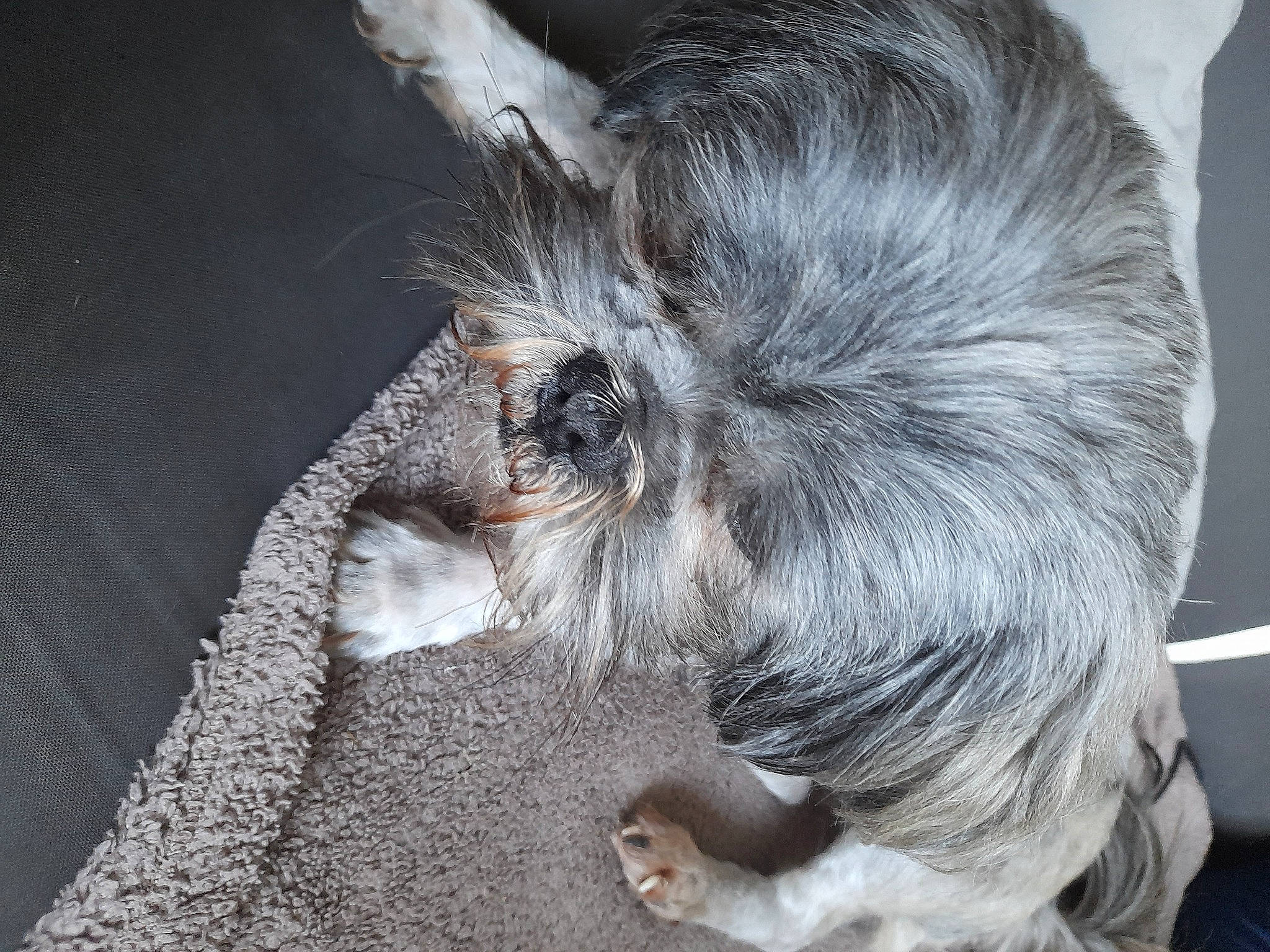 Obélix participe au concours pour gagner de l'argent avec cette photo : canidae, carnivore, claw, dog_breed, ear, eye, fawn, felidae, fur, grey, paw, small_to_medium_sized_cats, snout, sporting_group, tail, terrestrial_animal, whiskers, wildlife, zoo