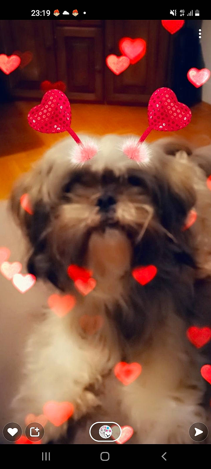 Obélix participe au concours pour gagner de l'argent avec cette photo : canidae, carmine, carnivore, companion_dog, dog, dog_breed, dog_supply, event, fawn, fur, liver, non_sporting_group, pattern, paw, red, shih_tzu, snout, terrestrial_animal, toy_dog, working_animal