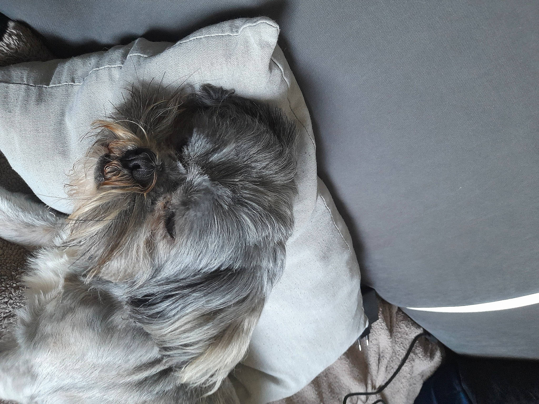 Obélix participe au concours pour gagner de l'argent avec cette photo : carnivore, comfort, companion_dog, dog, dog_breed, dress_shirt, eye, fawn, felidae, formal_wear, fur, grey, hair, head, liver, snout, suit, tie, toy_dog, whiskers