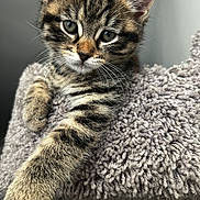 Punkie is registered to the contest to win money with this photo: animal, cat_tree, close_up, curious, cute, eyes, feline, fur, indoor, kitten, mammal, paw, pet, relaxed, soft, stretching, tabby_cat, texture, whiskers, young