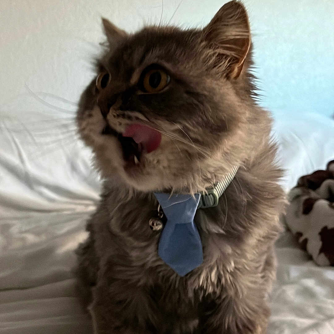 Mr. Fredrickson joined the competition — help win amazing prizes! animal, bed, cat, collar, cute, domestic_cat, expression, feline, fluffy, funny, fur, gray_cat, indoor, licking, pet, sitting, tie, tongue_out, white_bed, wide_eyes