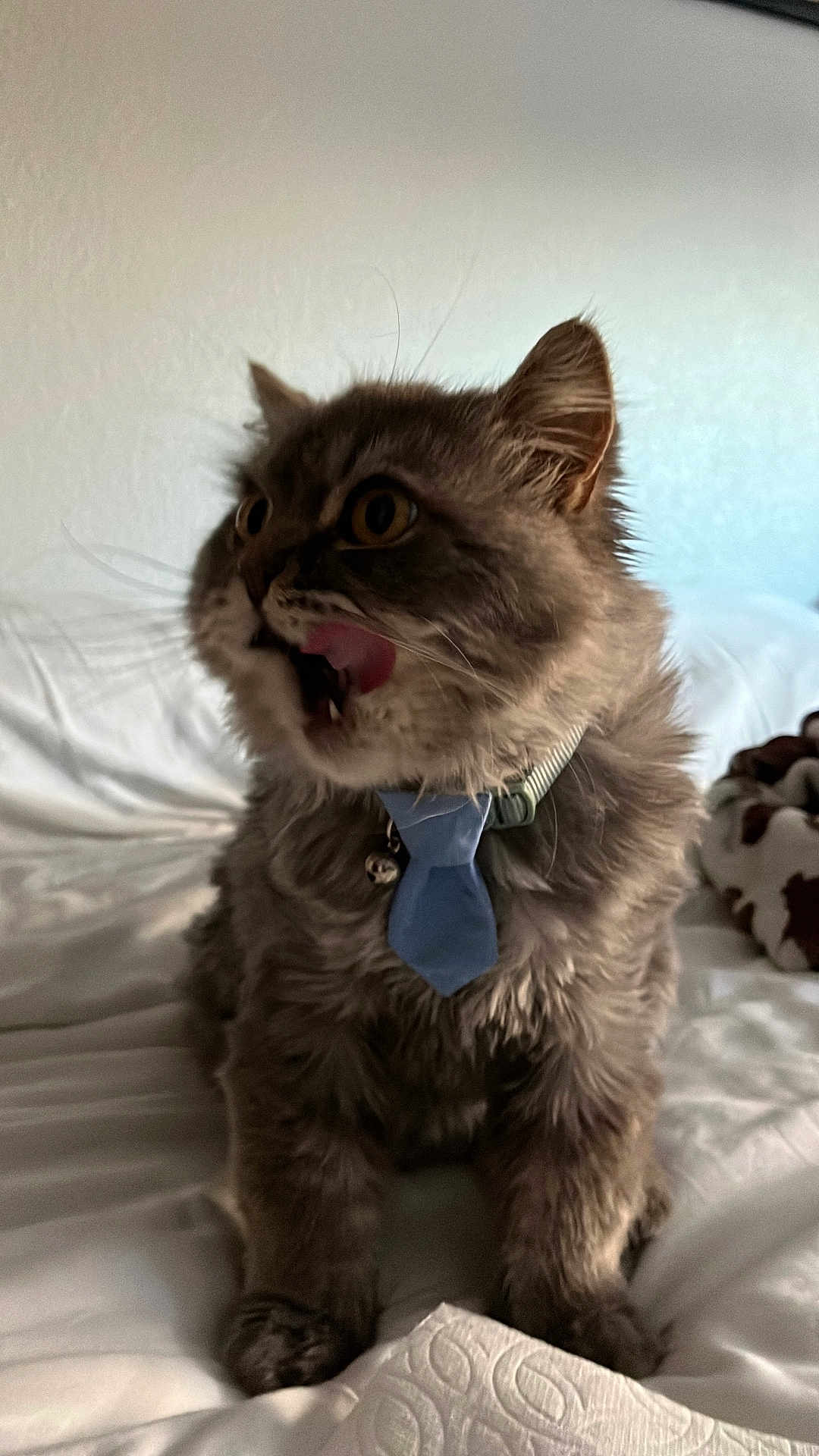 Mr. Fredrickson joined the competition — help win amazing prizes! cat, gray_cat, fluffy, collar, tie, bed, white_bed, licking, tongue_out, wide_eyes, pet, indoor, feline, fur, cute, animal, domestic_cat, sitting, expression, funny