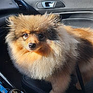 Rio a rejoint le concours — aidez-le/la à gagner de superbes lots ! animal, black, brown, car_door, car_interior, close_up, companion, dog, domestic_animal, fluffy, fur, gear_shift, leash, orange, pet, pomeranian, portrait, seat, sunlight, window