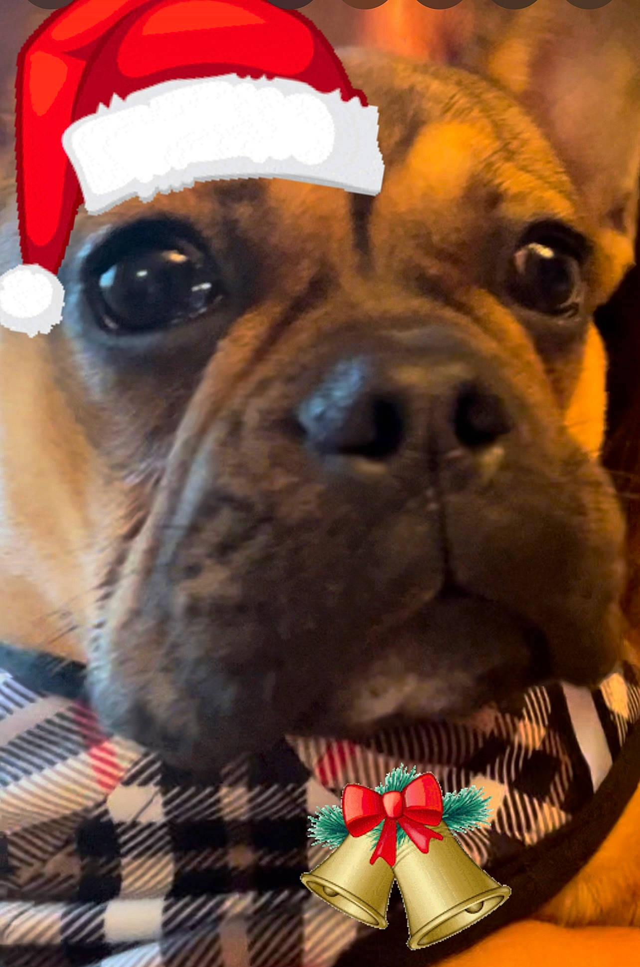 Niko joined the competition — help win amazing prizes! bulldog, canidae, carnivore, close_up, collar, companion_dog, dog, dog_breed, dog_collar, ear, fawn, light, liver, plant, snout, sporting_group, tartan, whiskers, working_animal, wrinkle